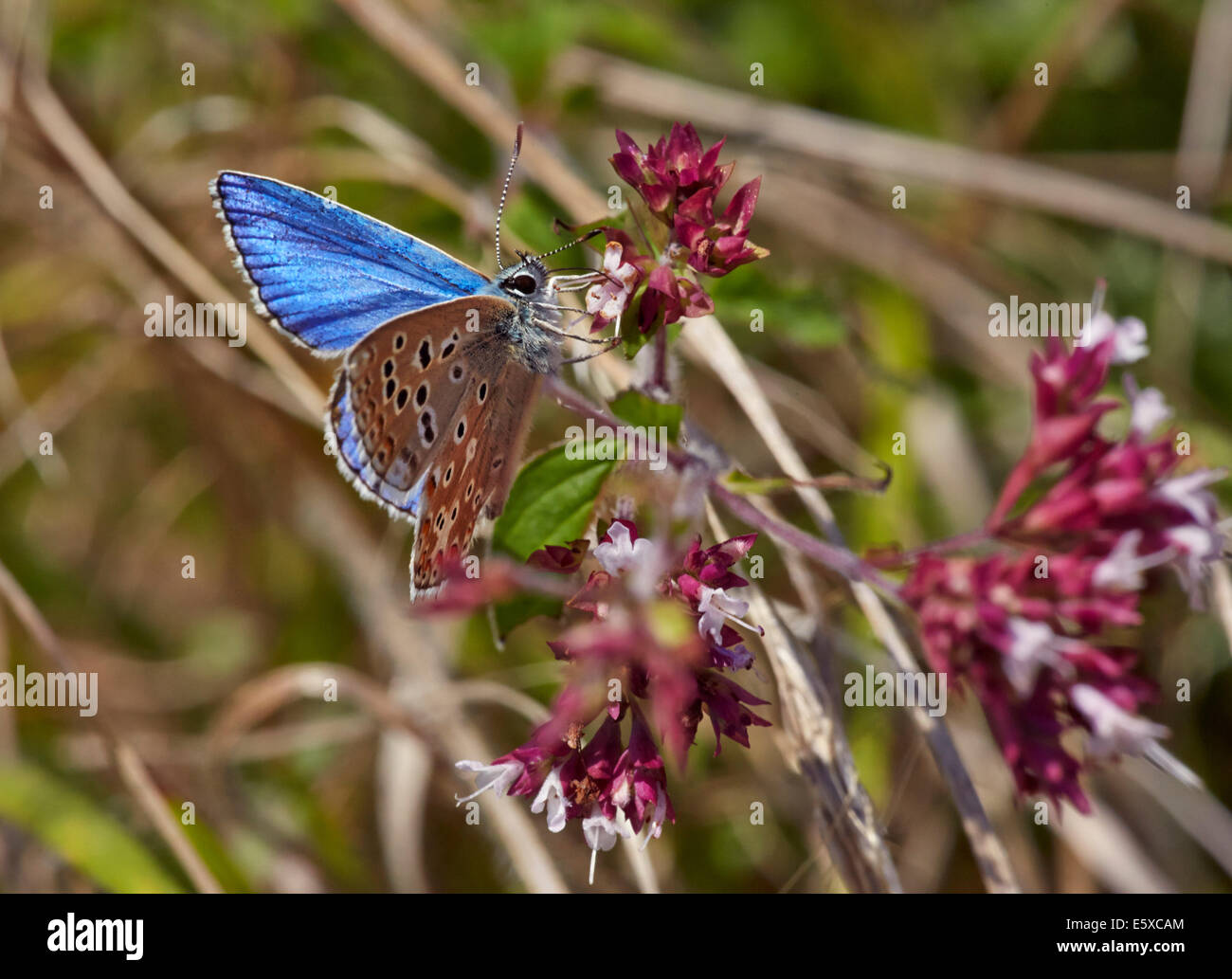 Adone di alimentazione blu sul origano fiore. Denbies Hillside, Ranmore comune, Surrey, Inghilterra. Foto Stock