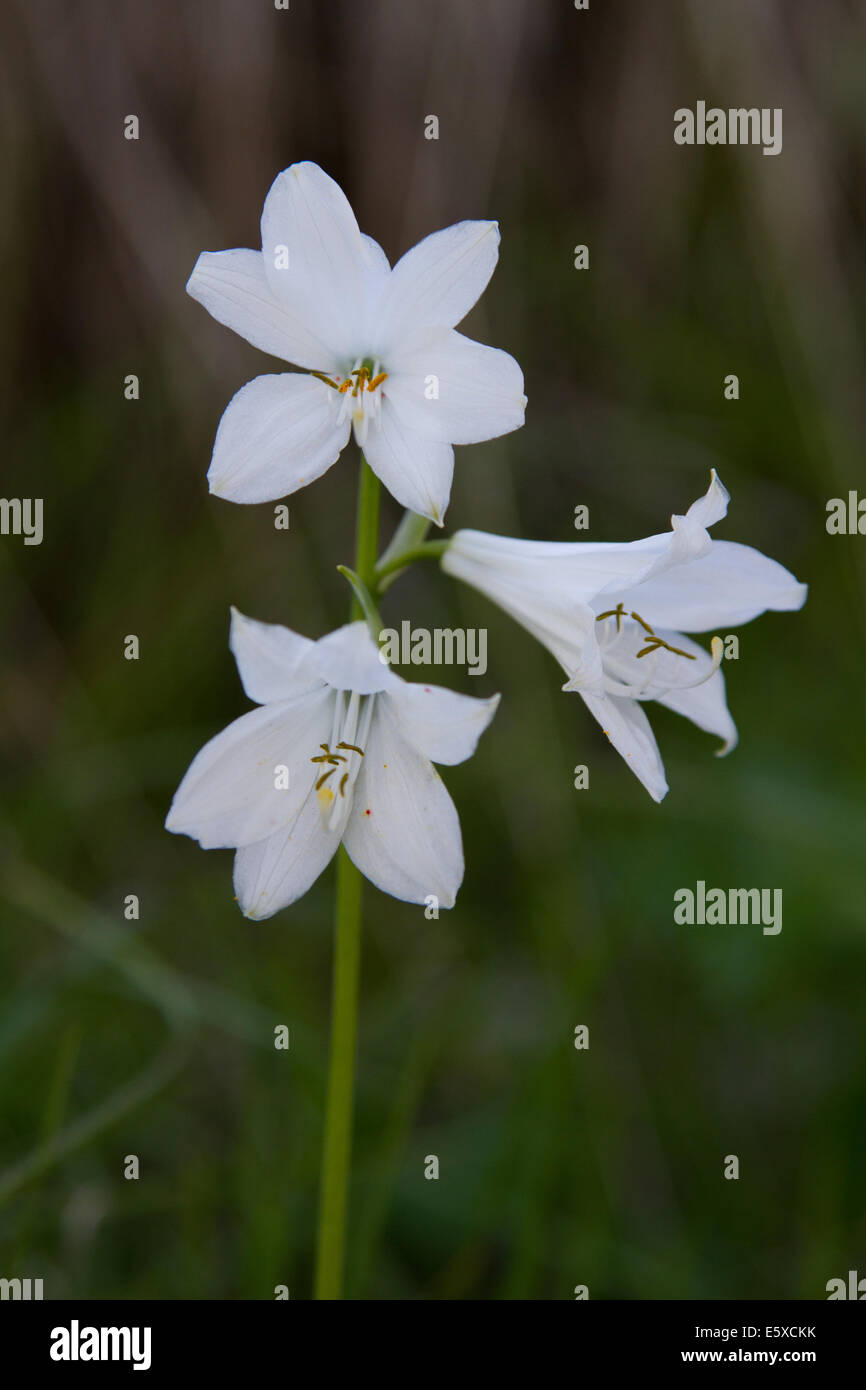 San Bruno di Lily (Paradisaea liliastrum) Foto Stock