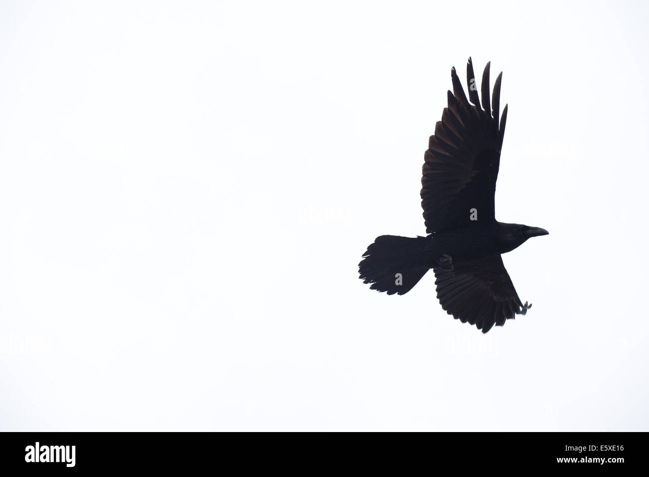 Un corvo in Alaska Wildlife Conservation Centre, Girdwood, Alaska. Foto Stock