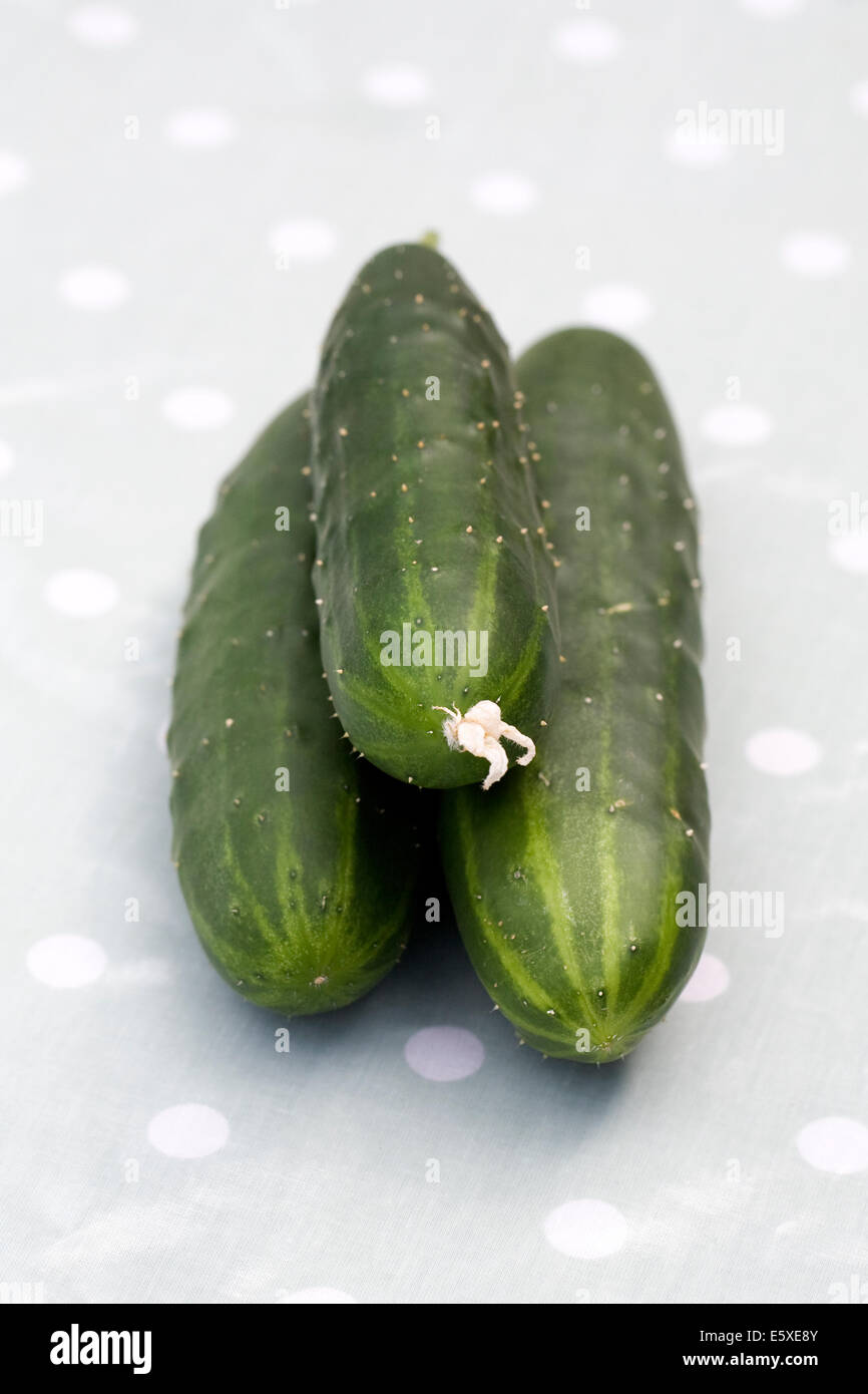 Cucumis sativus. Tre raccolti di fresco cetrioli. Foto Stock