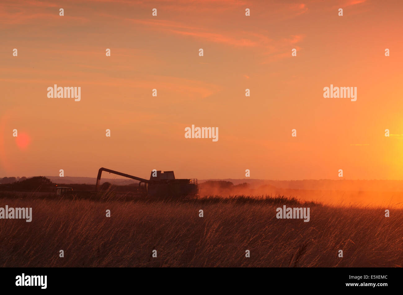 Segale, East Sussex, Regno Unito. Il 7 agosto, 2014. Mietitrebbia Harvester Works tardi nel tramonto vicino la segale. Una gara per ottenere il grano in prima wet weather arriva. David Burr/Alamy Live News Foto Stock