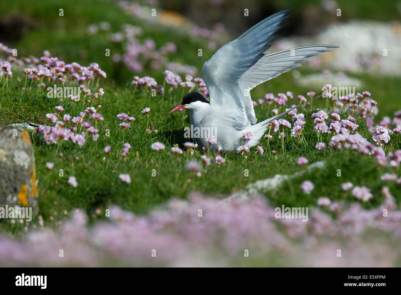 Arctic tern, Sterna paradisaea ritorna al suo uovo Foto Stock