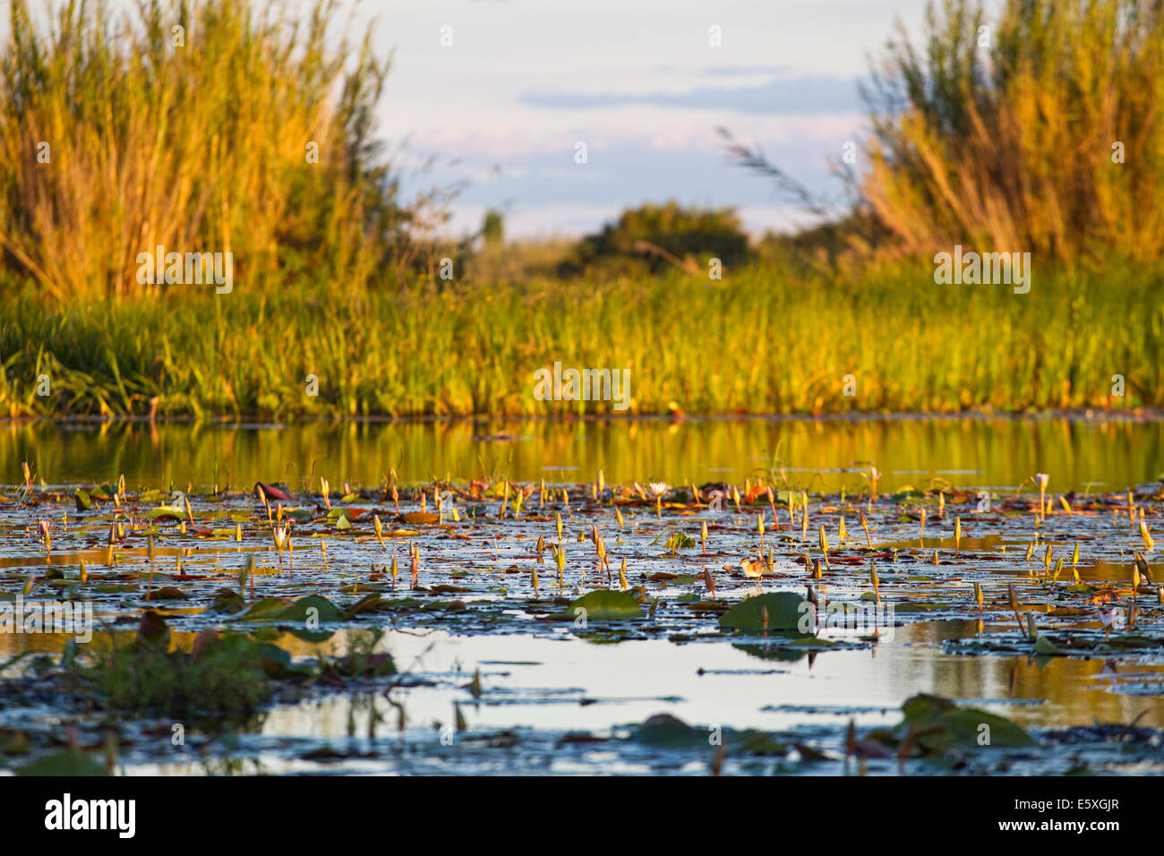 Bangweulu zone umide, Zambia, è un vasto sistema di canali d'acqua e vegetazione che fornisce habitat di molte specie di meraviglioso Foto Stock