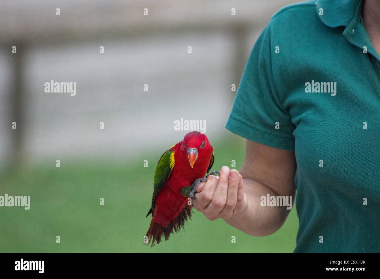 Esotico uccello rosso nelle mani dei loro caregiver Foto Stock