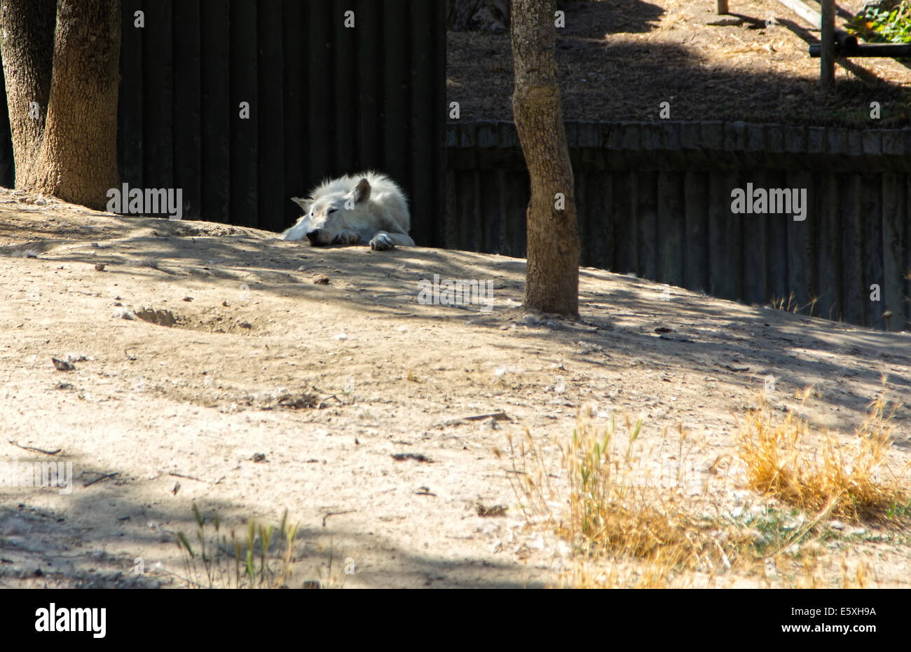 Arctic wolf sleeping Foto Stock
