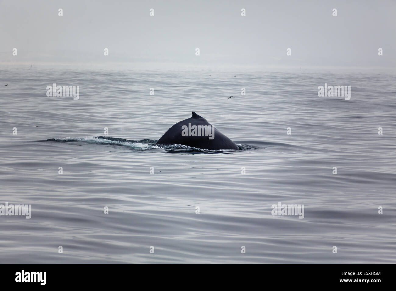 La migrazione di Humpback Whale fin sorge al di fuori dell'acqua Foto Stock