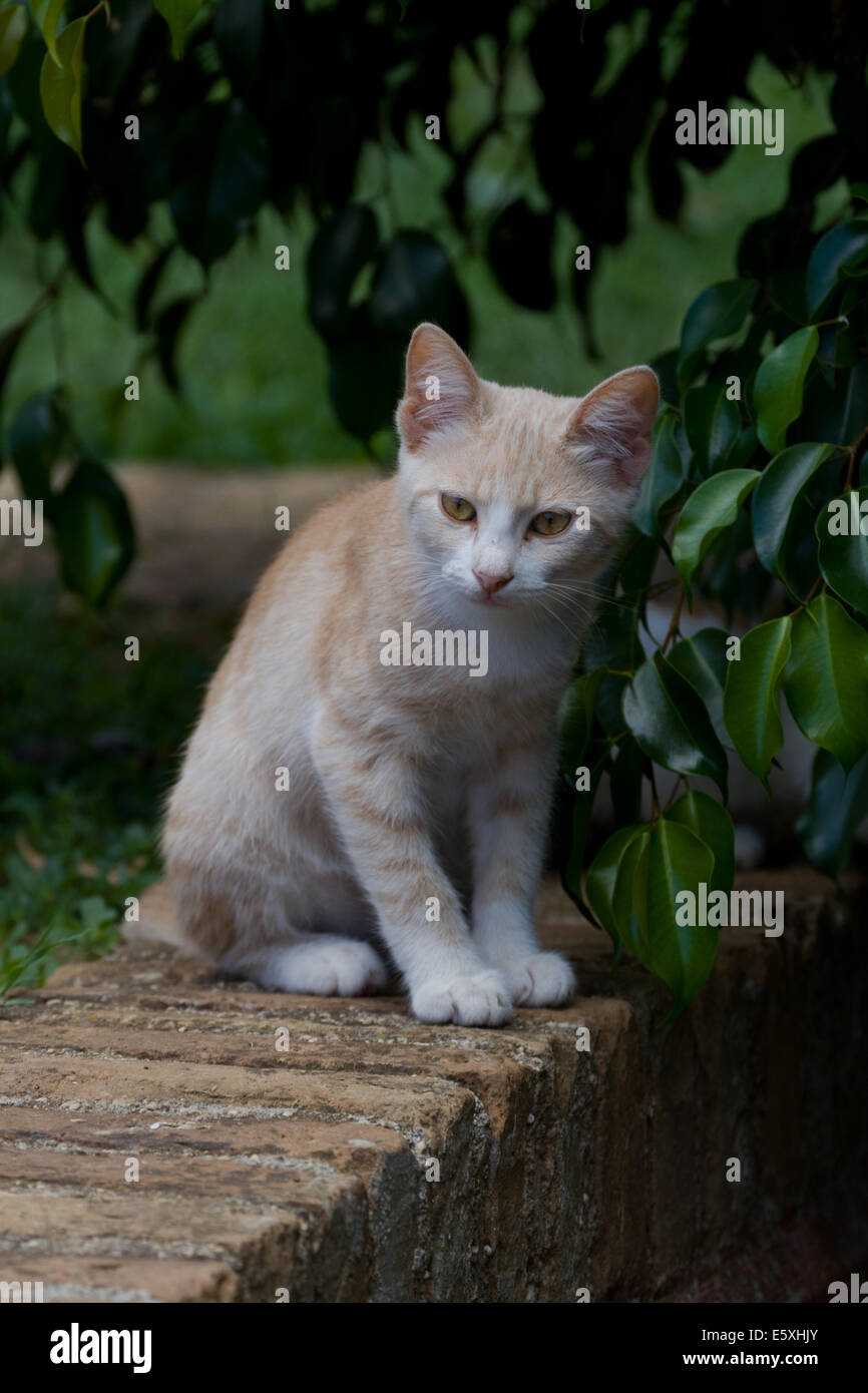 Gatto randagio seduto sul muro. Corfù. La Grecia Foto Stock