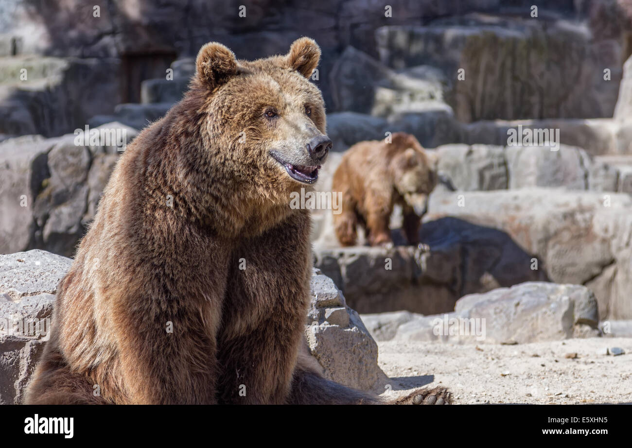 Orso bruno seduta in modo divertente Foto Stock