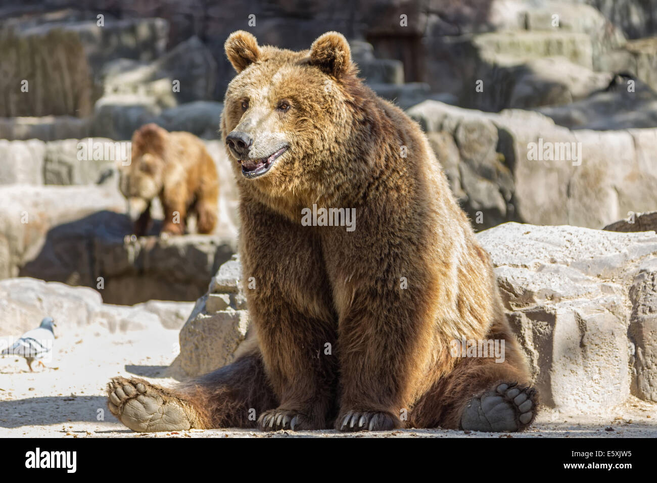 Orso bruno seduta in modo divertente Foto Stock