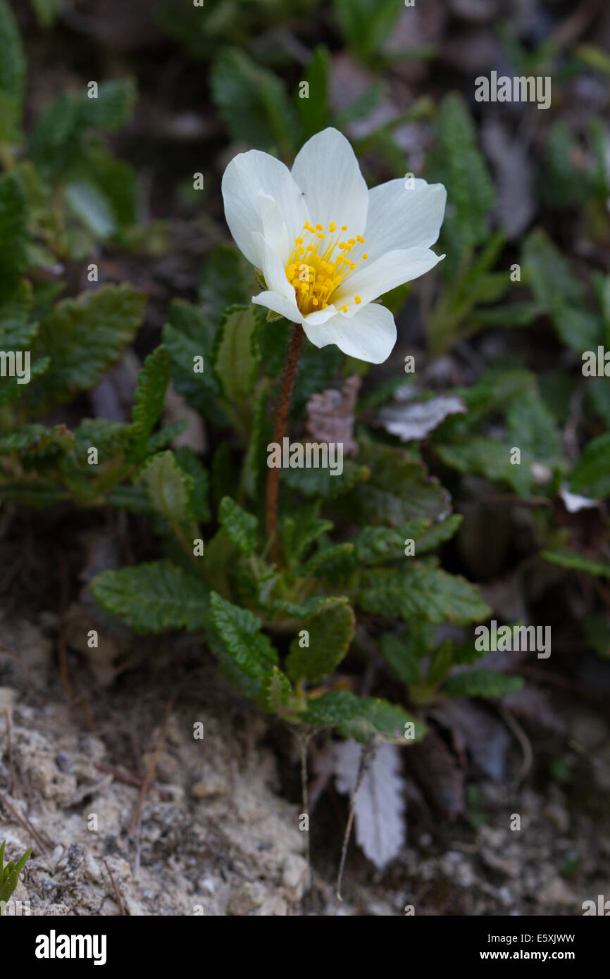 Mountain Avens (Dryas octopetala) Foto Stock