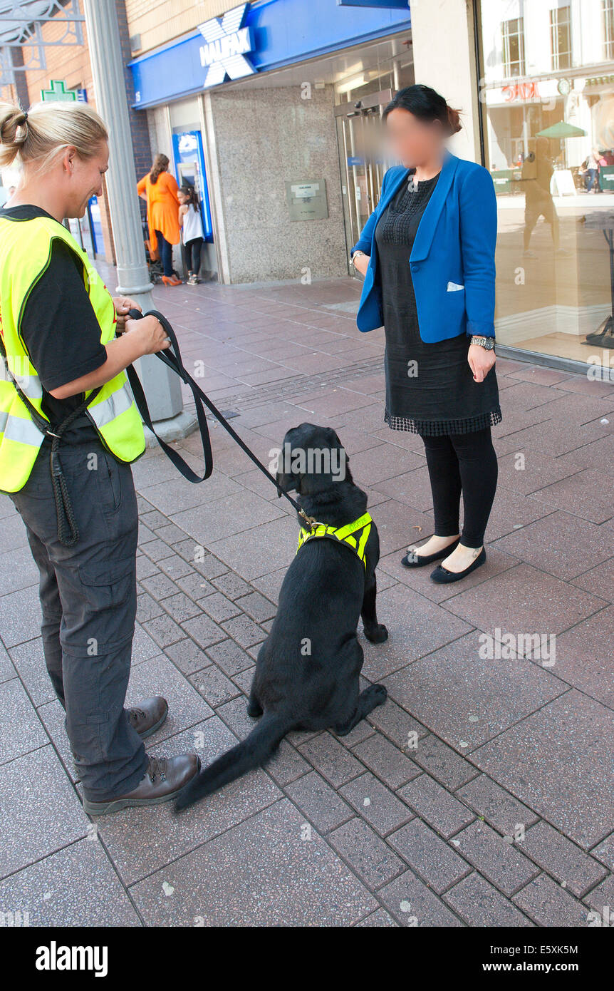 Cardiff, Regno Unito. Il 7 agosto, 2014.Drug cane Fletcher, gestita da Carol-Ann Cotterill da Co.Durham, rileva un "partecipante carrier". Malpeet K9 Accademia di Bridgend, nel Galles - uno del Regno Unito leader specializzata nell'uso del cane operativa squadre per la rivelazione di esplosivi e droghe - addestrare i cani in Queen Street per rilevare live farmaci portato da Malpeet K9 Academy i partecipanti. Quando un cane correttamente rileva la droga si è subito premiato con un gioco con una palla da tennis su un cavo. Molti del partecipante di cani sono militari personell reinsediamento nella vita civile Credito: Graham M. Lawrence/Alamy Li Foto Stock