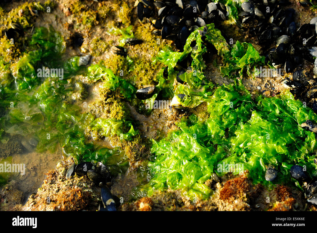 Le alghe Ulva lactuga, Ulvaceae, il Parco Nazionale del Gargano, in Puglia, Italia, Europa Foto Stock