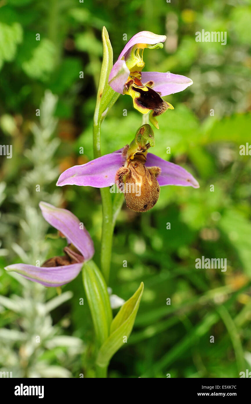 Wild Orchid Ophrys apifera, Orchideacea, Rascino Upland, Fiamignano, Rieti, Italia, Europa Foto Stock