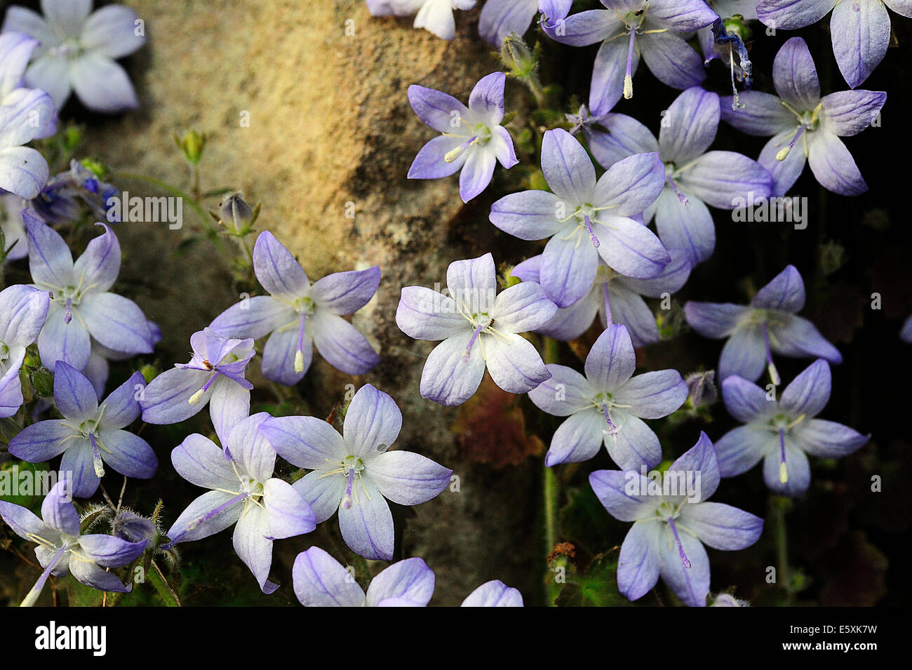 Adriatico endemica Campanula Campanula garganica, Campanulaceae, il Parco Nazionale del Gargano, in Puglia, Italia, Europa Foto Stock