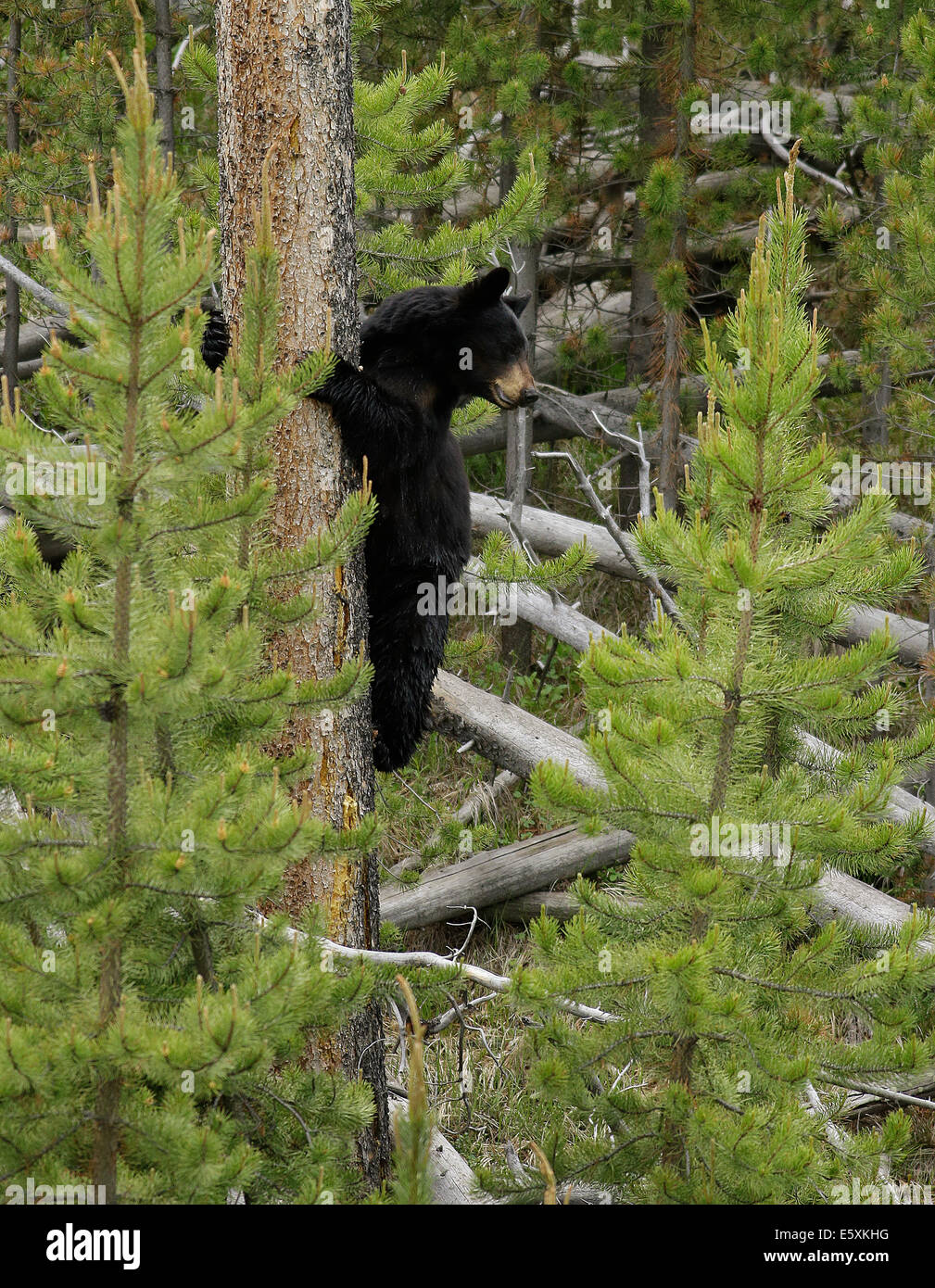 Black Bear Cub si arrampica su un albero per evitare il contatto con un orso grizzly nel Parco Nazionale di Yellowstone. Foto Stock