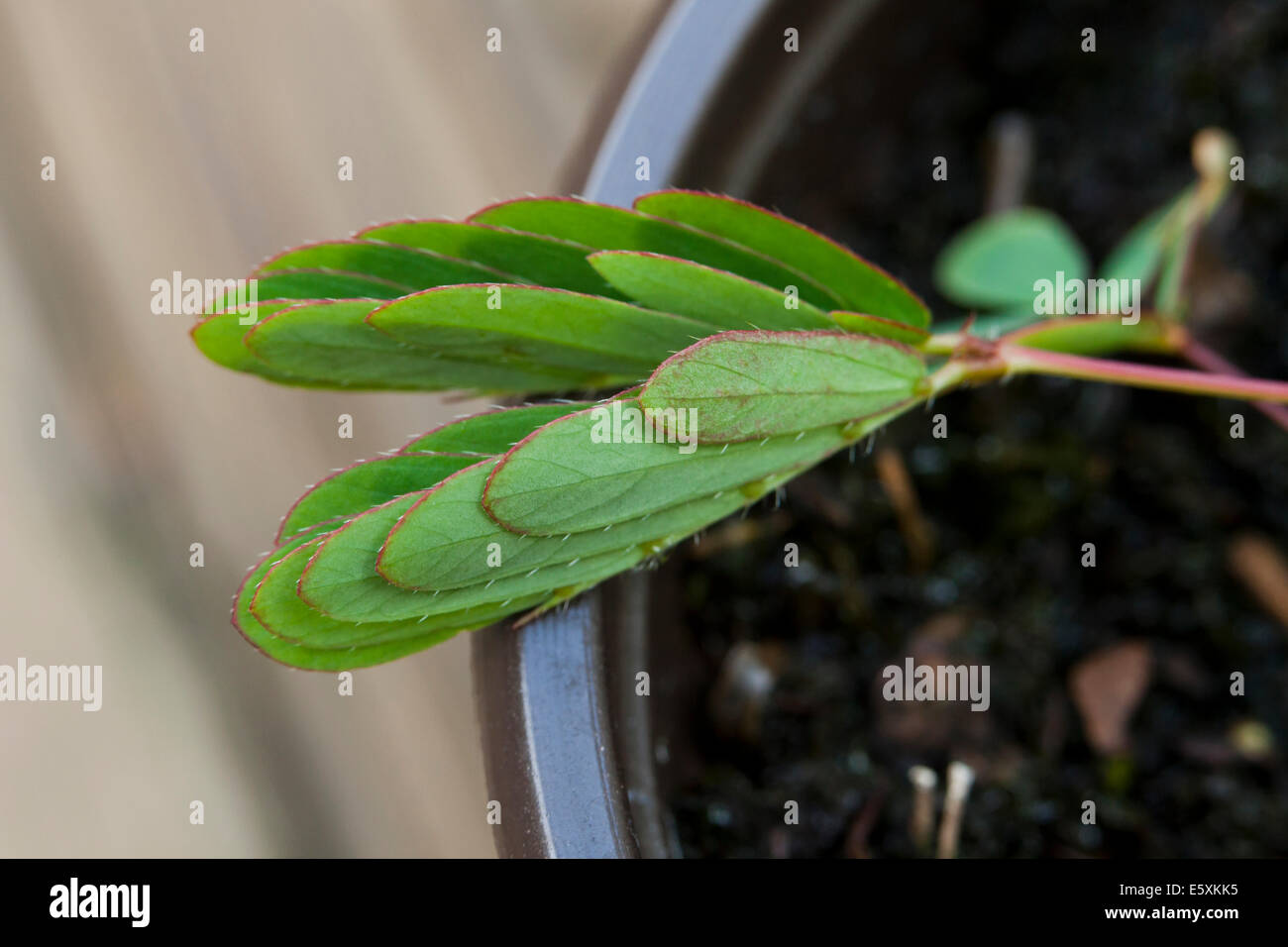 Chiuso touch-me-non le foglie di piante (Mimosa pudica) - USA Foto Stock
