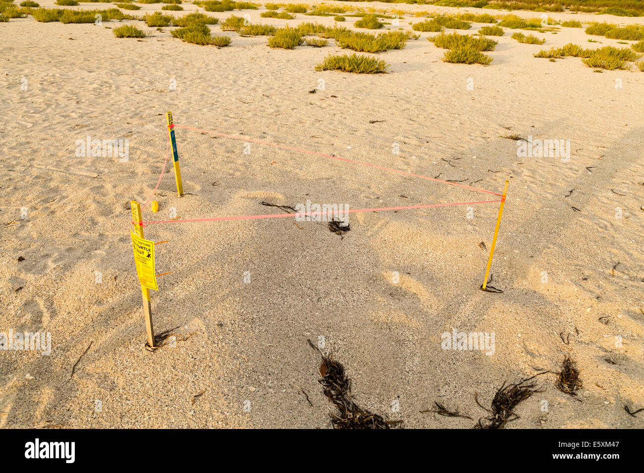 Sea Turtle Nest Foto Stock
