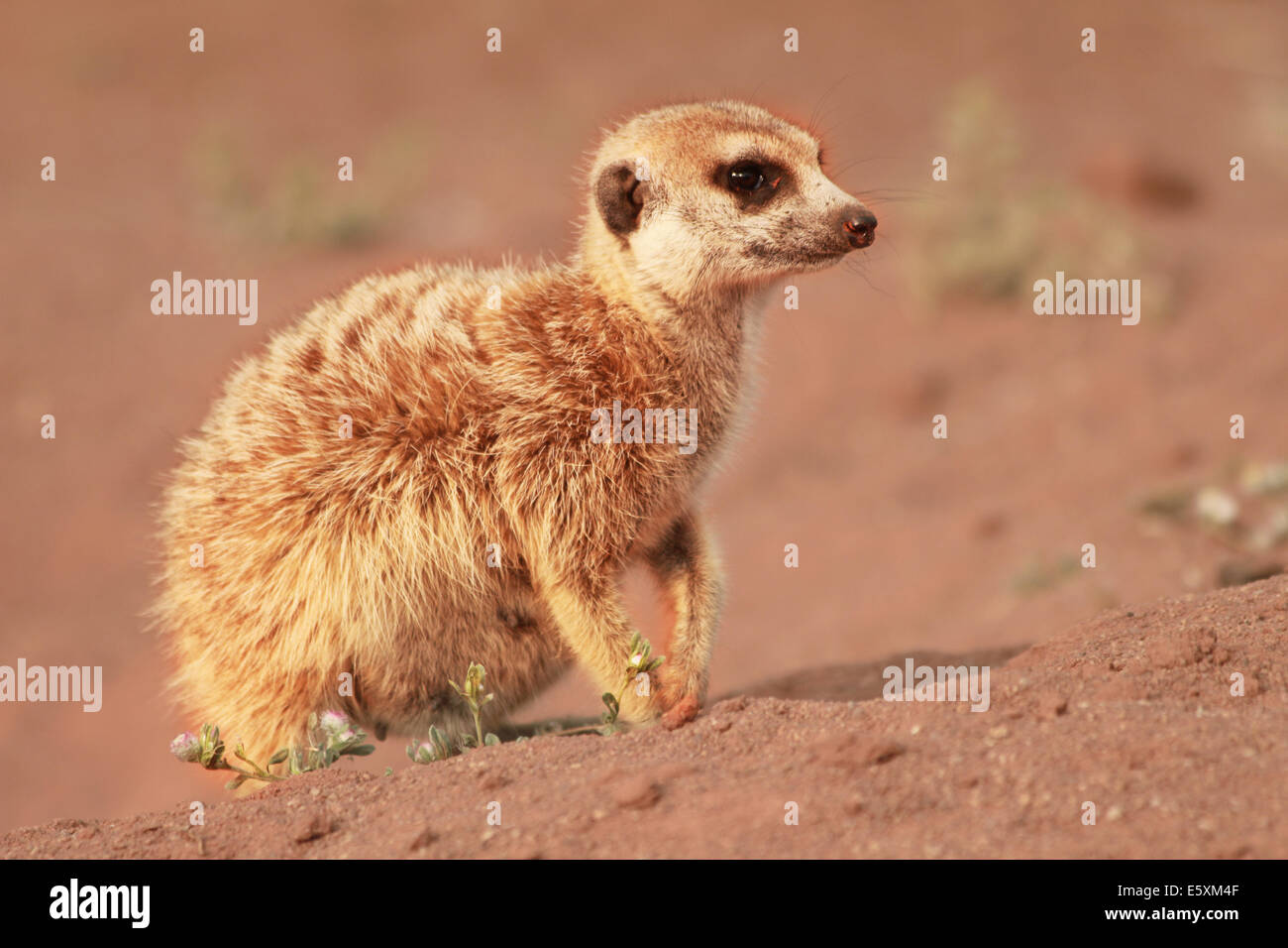 Una gravidanza Meerkat in appoggio nelle sabbie del Kalahari. Foto Stock