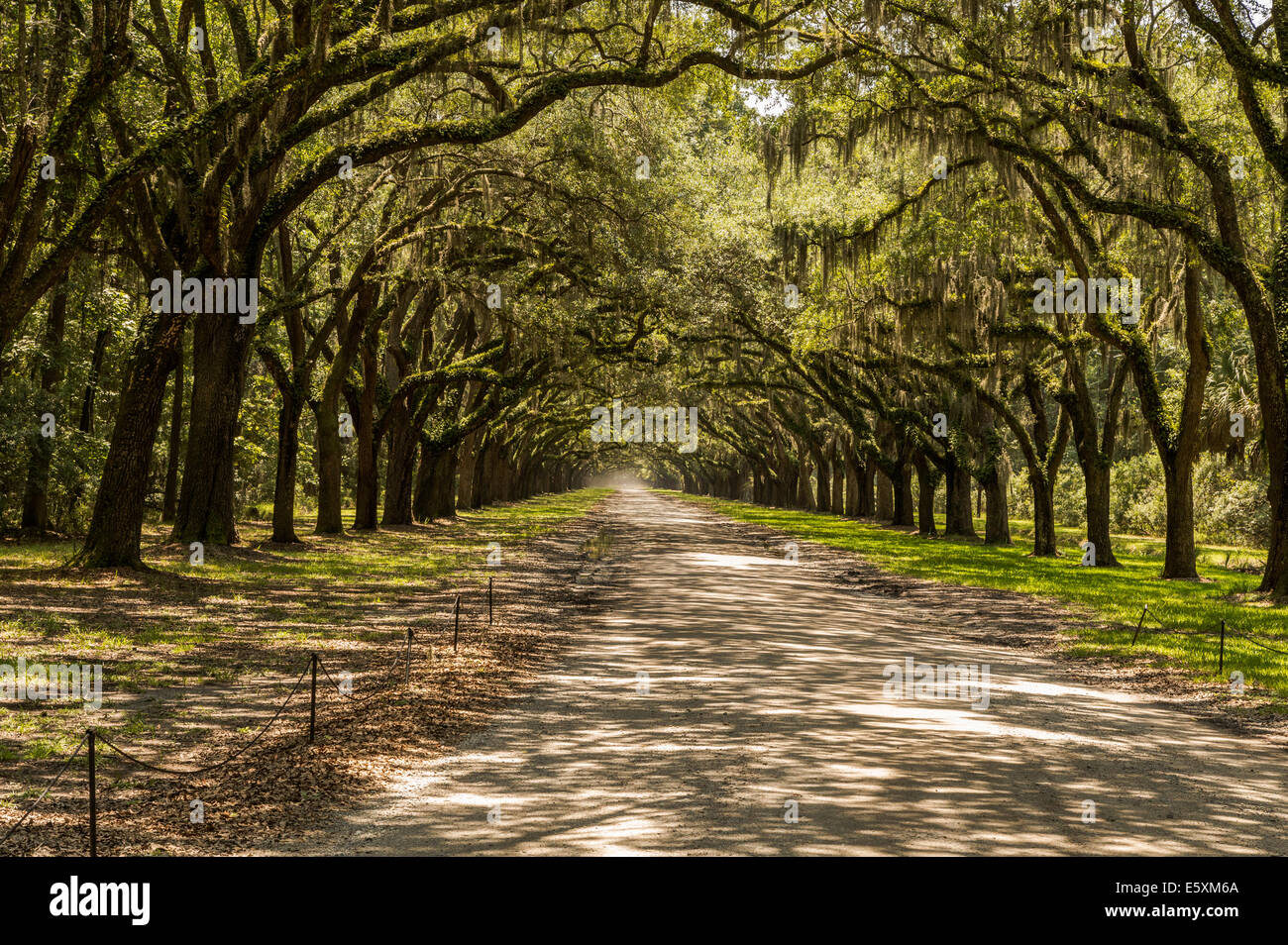 Grandi alberi di quercia, Savannah GA Foto Stock