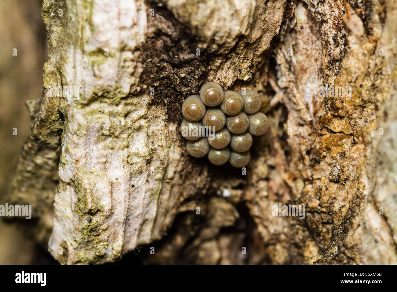 Uovo Stinkbug Cluster foto macro Foto Stock