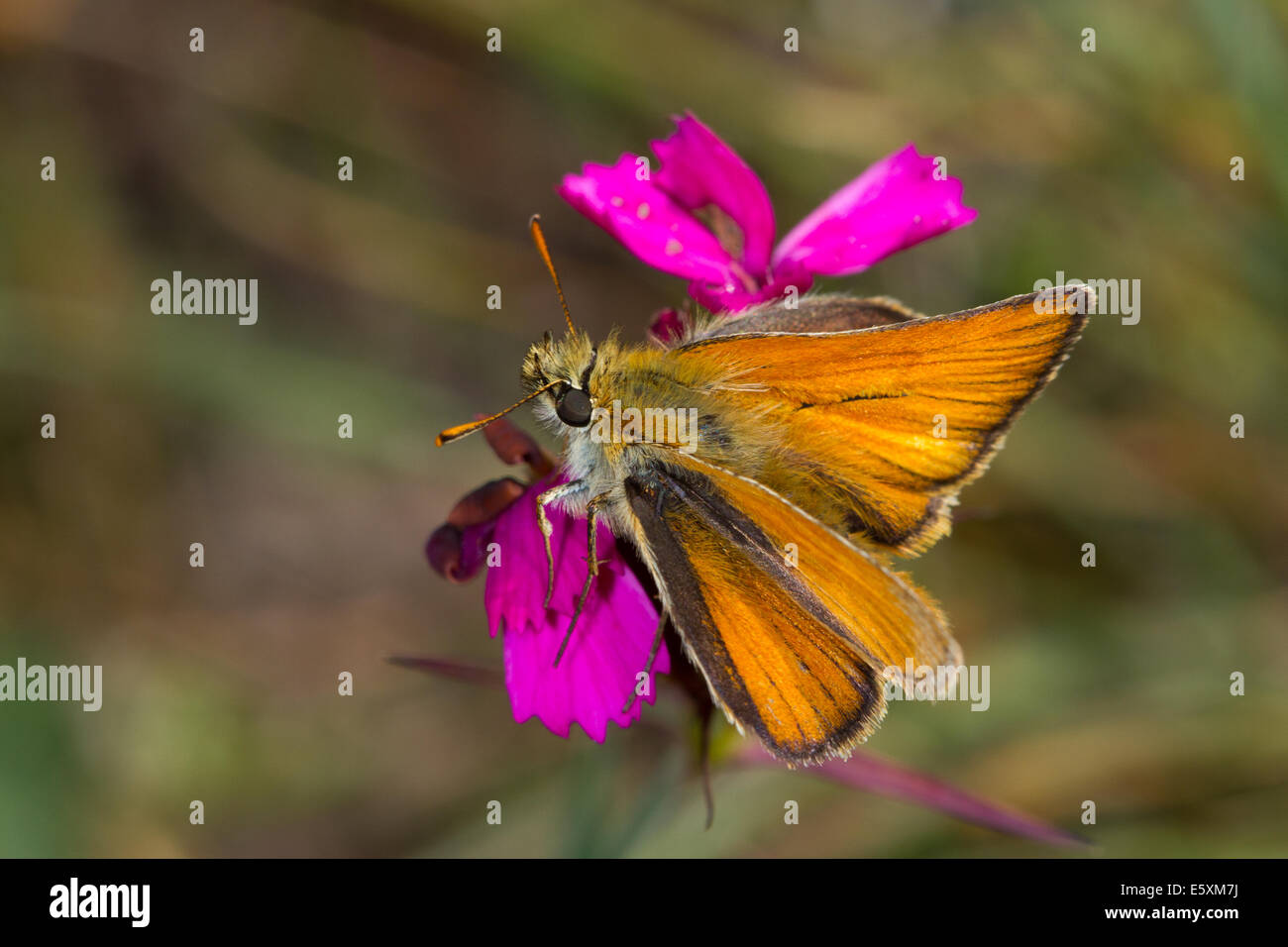 Piccola Skipper (Thymelicus sylvestris) alimentare il Certosino fiori rosa Foto Stock