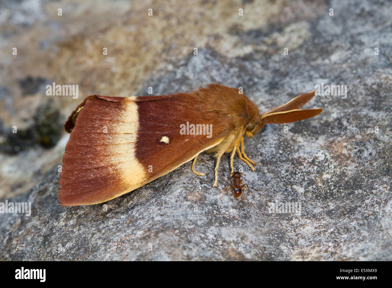 Maschio Eggar Quercia (Lasiocampa quercus) Foto Stock