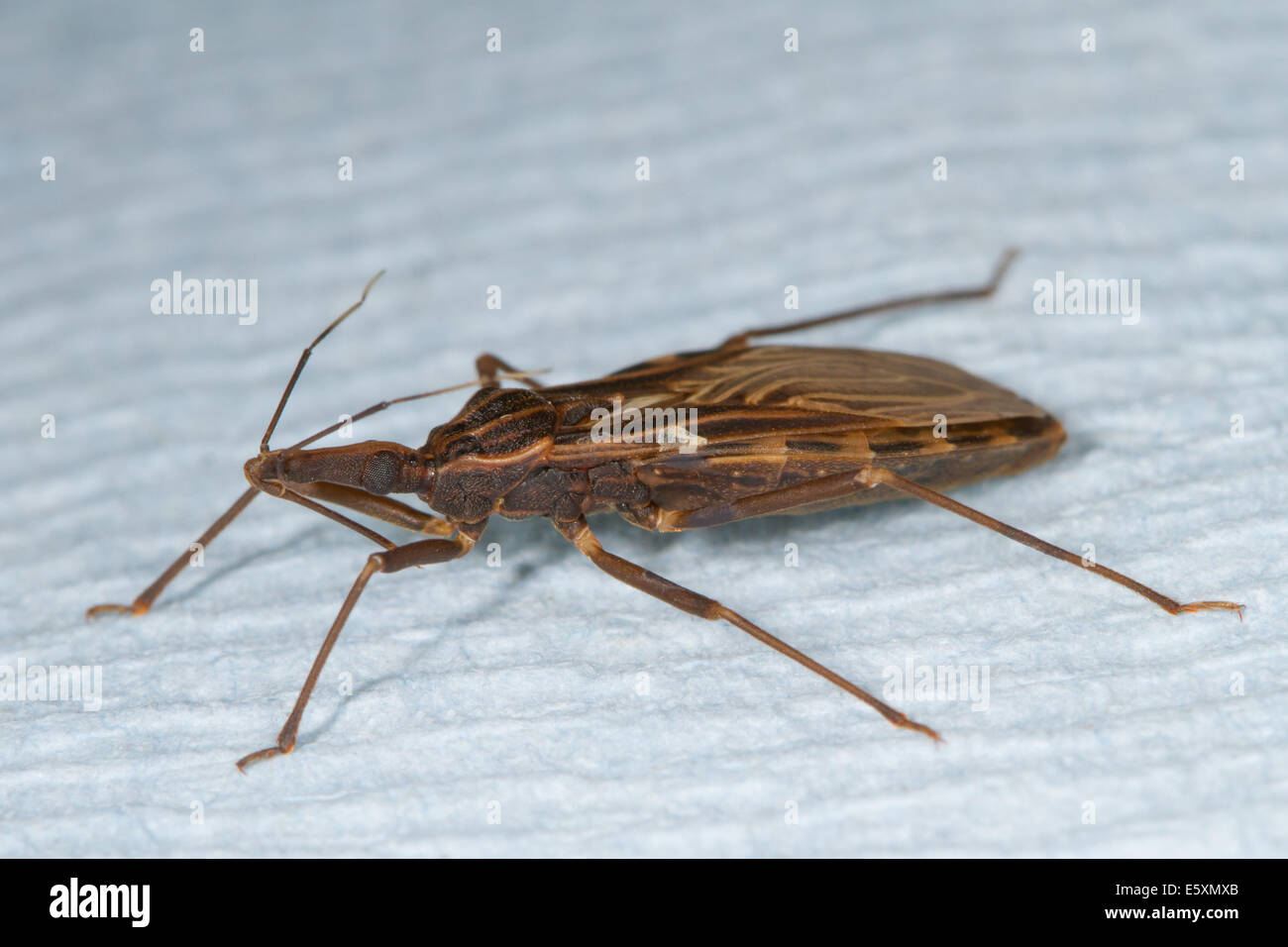 Adulto Kissing Bug (Rhodnius prolixus), l insetto vettore della malattia di Chagas Foto Stock