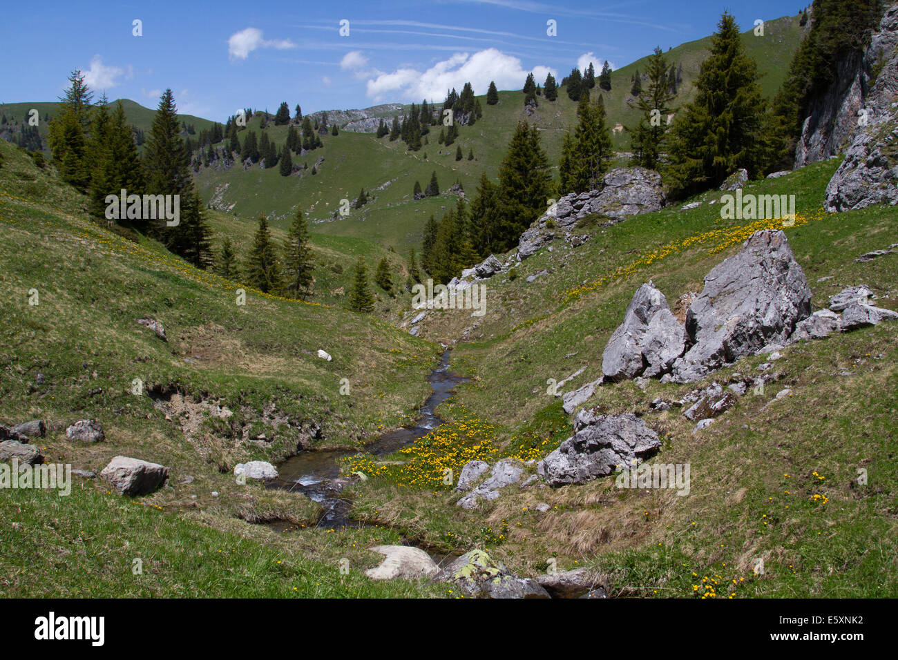 Flusso di piccole dimensioni in una valle alpina Foto Stock