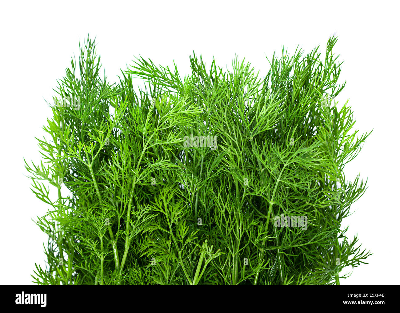 L'aneto herb closeup isolati su sfondo bianco Foto Stock