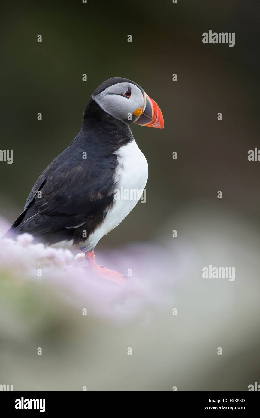 Puffini, Fratercula guardando oltre al mare in mare rosa parsimonia Foto Stock