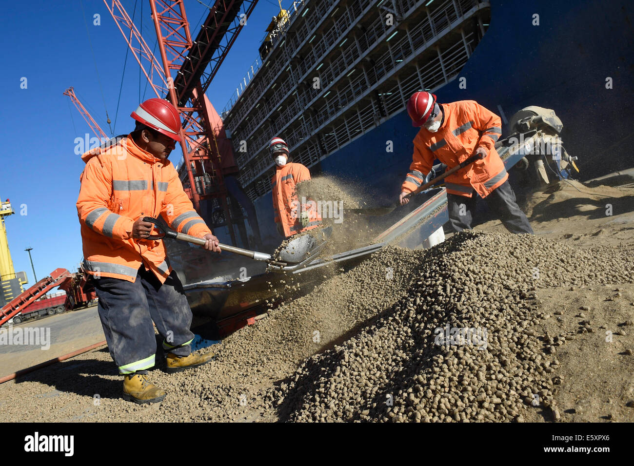 Montevideo. 8 Ago, 2014. I dipendenti lavorano in operazioni di carico della razione alimentare per il bestiame in una nave nel porto di Montevideo, capitale dell'Uruguay, il Ago 7, 2014. Uruguay inviato giovedì 10.000 i vitelli da latte di razza Holstein tra 8 e 15 mesi su una barca per la Cina. La barca dispone di una capacità di 20.000 capi e un alta tecnologia per garantire il benessere degli animali durante il viaggio. © Nicolas Celaya/Xinhua/Alamy Live News Foto Stock