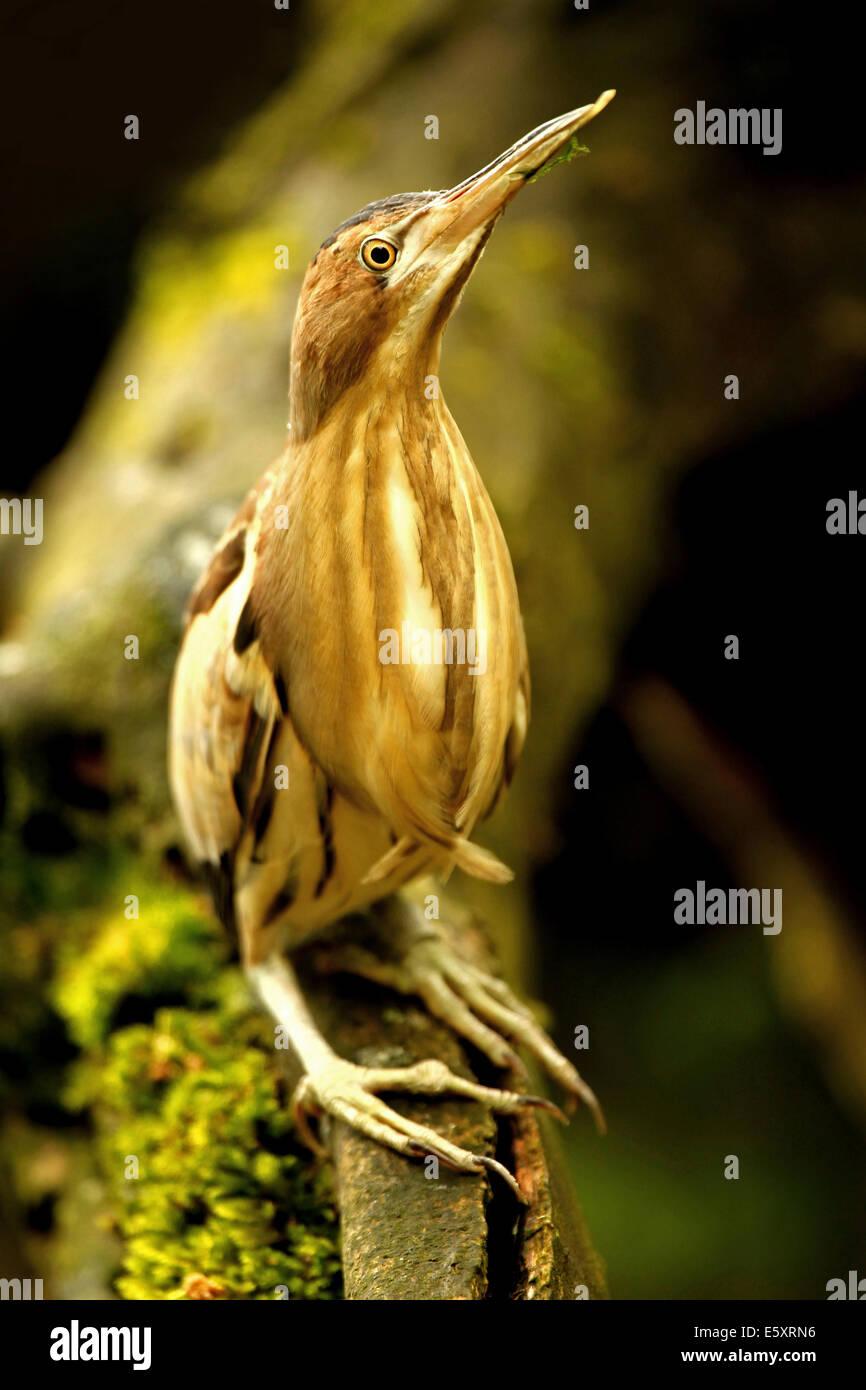 Tarabusino (Ixobrychus minutus), Lo Zoo alpino di Innsbruck, Austria Foto Stock