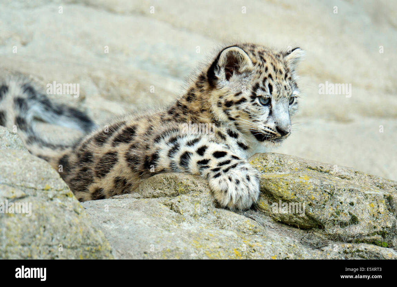 Giovani Snow Leopard (Panthera uncia), captive Foto Stock