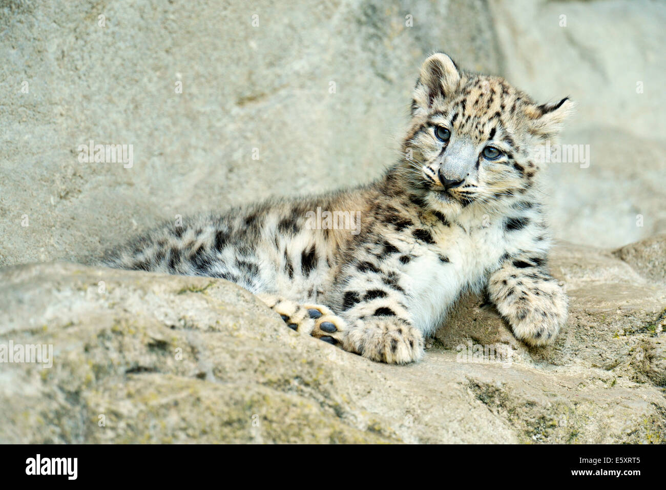 Giovani Snow Leopard (Panthera uncia), captive Foto Stock