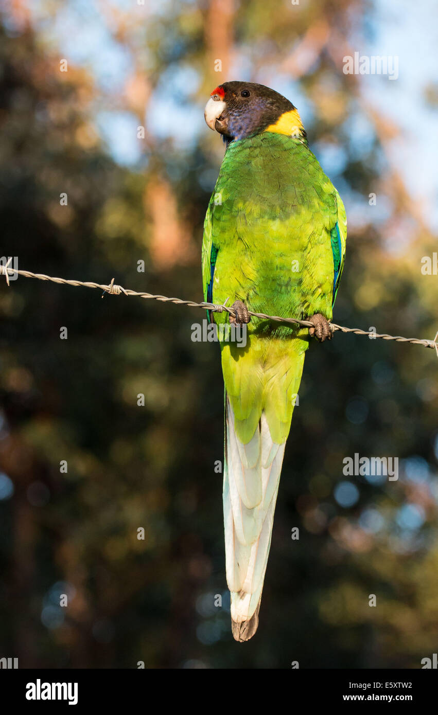 Ringneck australiano, Barnardius semitorquatus Foto Stock