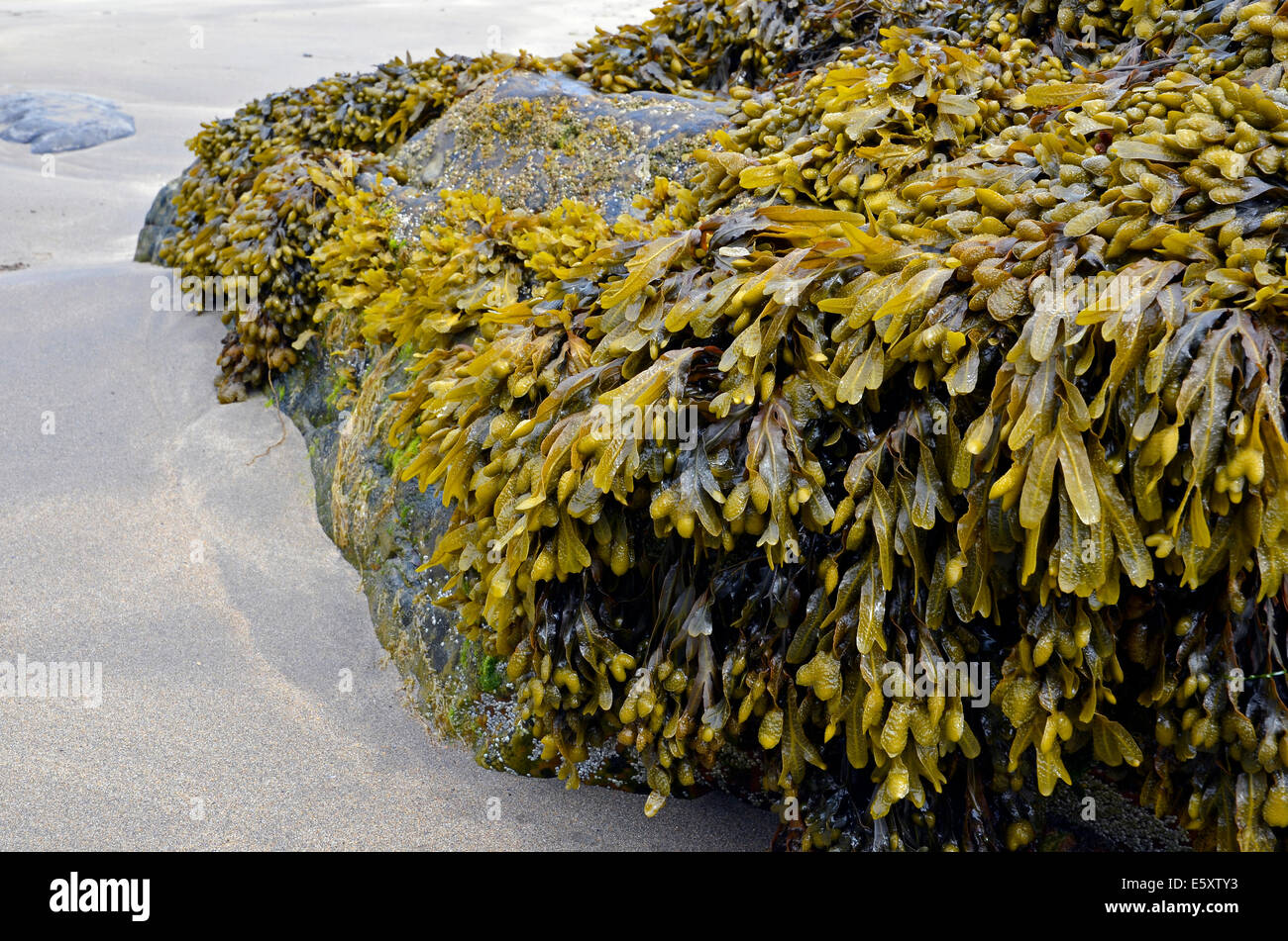 Il Fucus vesiculosus, nome comune wrack della vescica o fucus, alghe sulle rocce della costa atlantica dell'Irlanda. Foto Stock