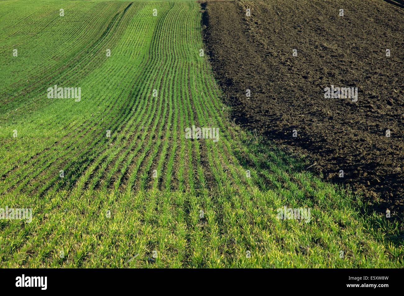 Campo Foto Stock