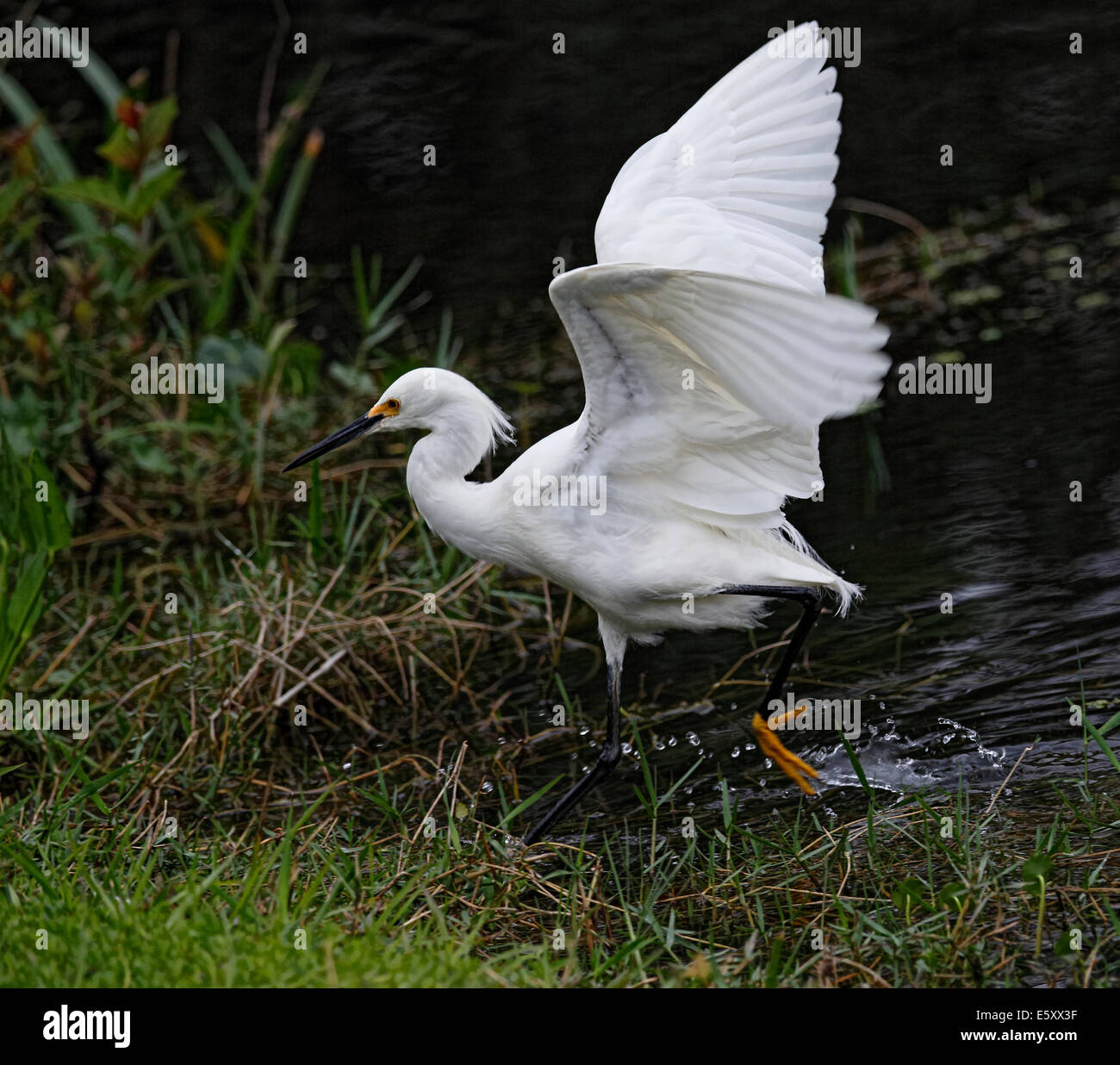 Snowy Garzetta (Egretta thuja) passeggiate in acqua con ala sollevata Foto Stock