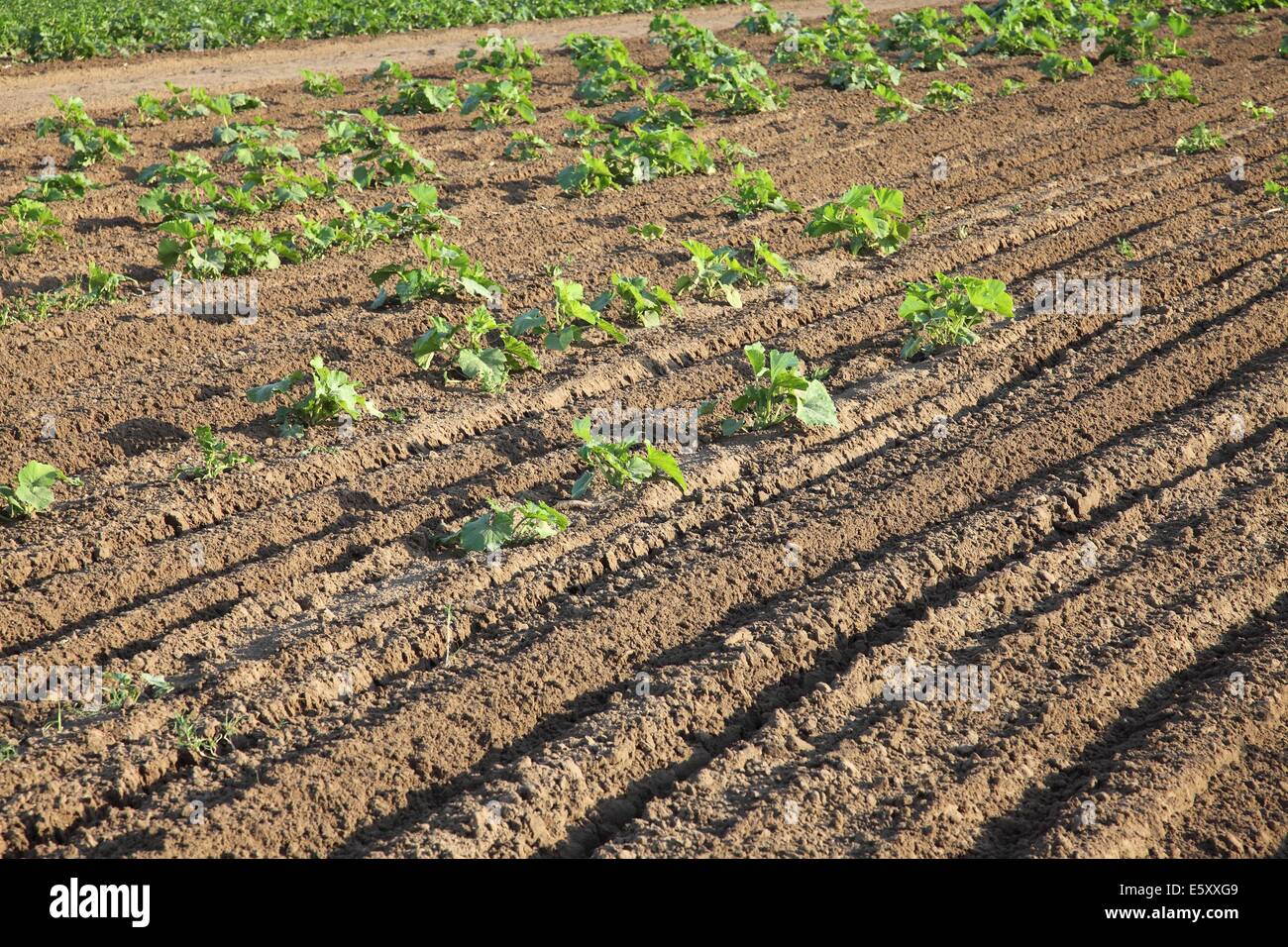 Agricoltura Foto Stock