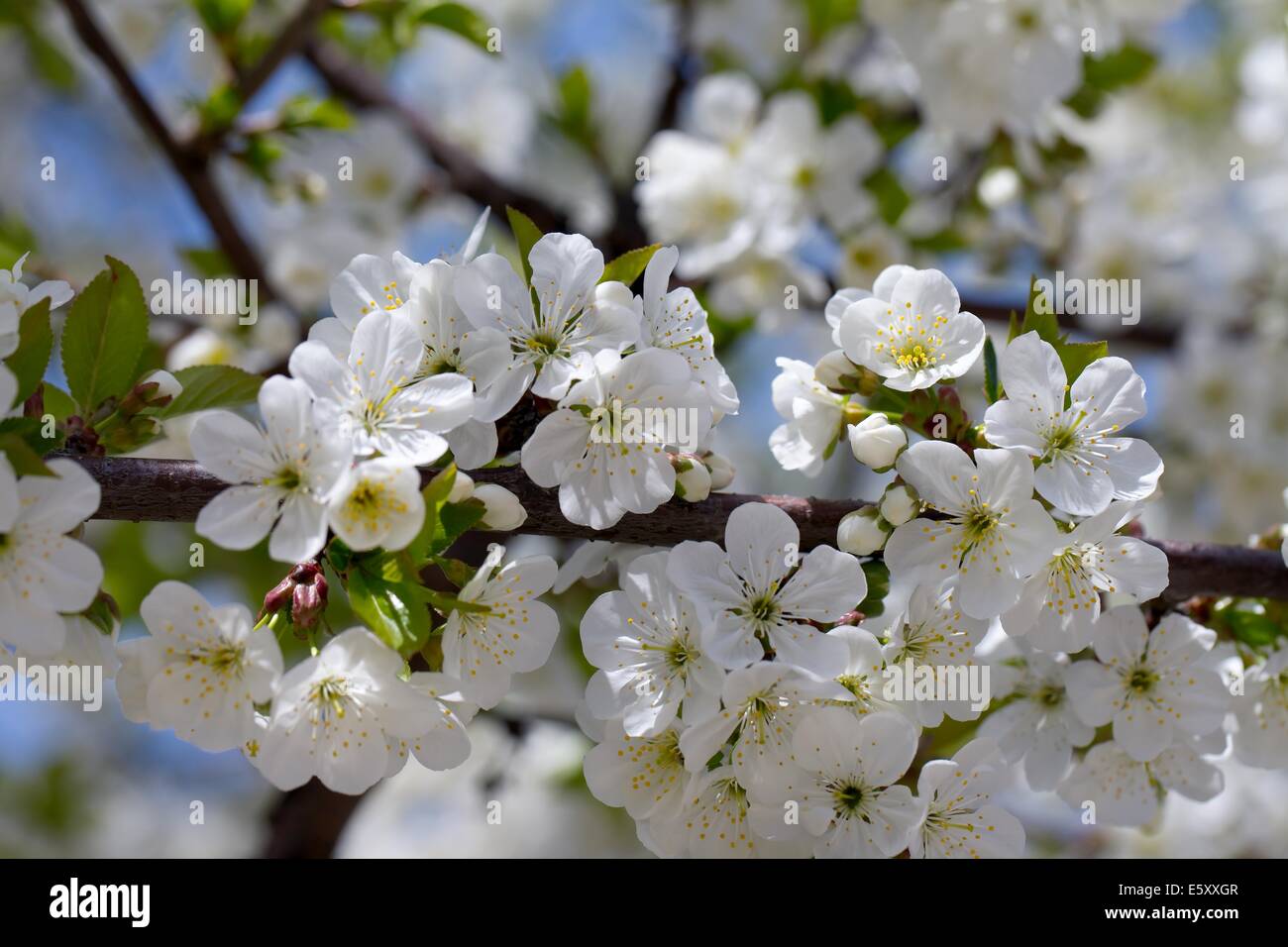 Primavera Foto Stock