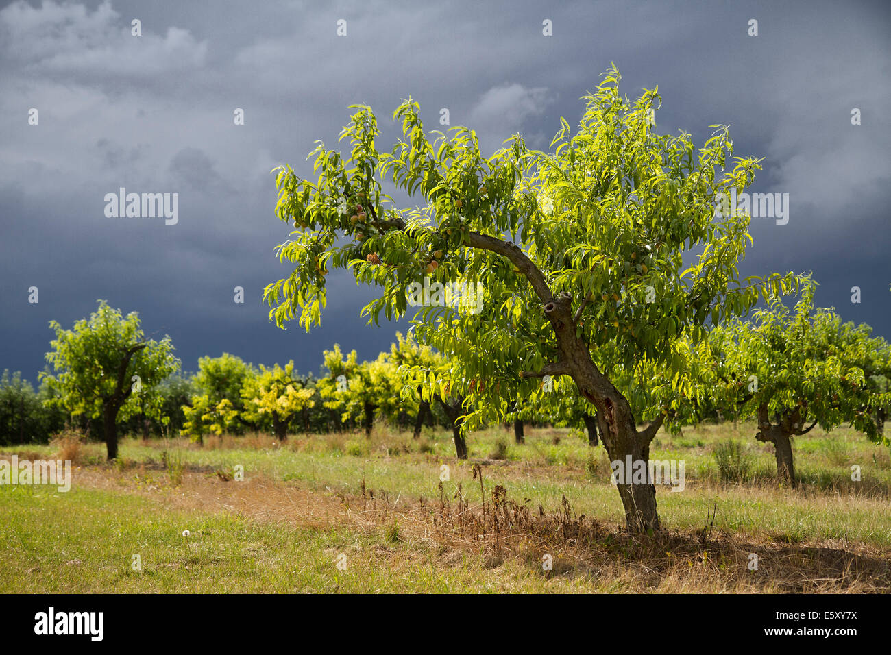 Pesco,frutta,cibo,colore,parco,storm,sunshine,SKY,nuvole,pesche,gastronomia,impianto,orchard,Prunus persica,meteo,republi ceca Foto Stock