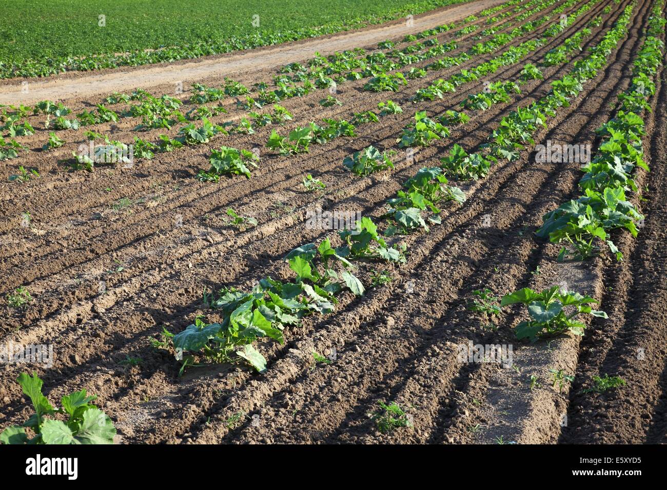 Agricoltura Foto Stock