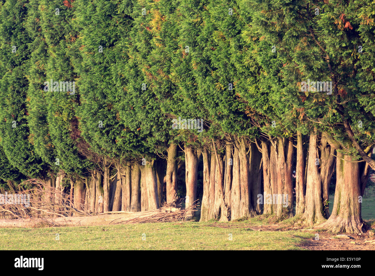 Gruppo albero di tettoie in estate Foto Stock