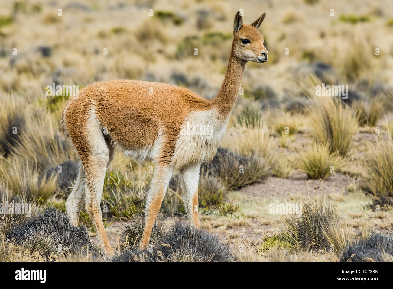 Vicuna nelle Ande peruviane a Arequipa Perù Foto Stock