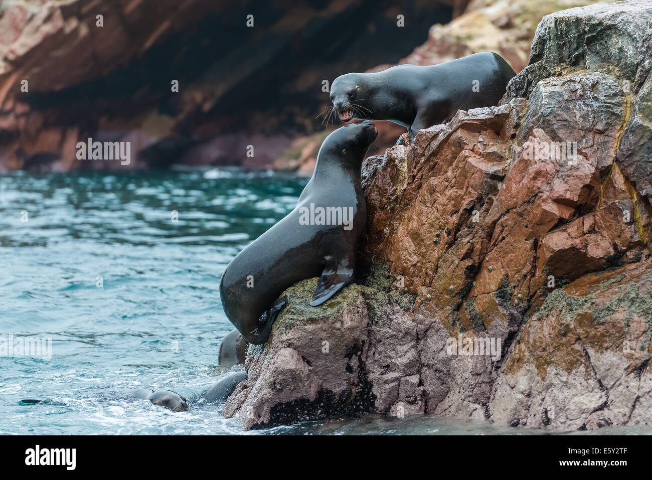 I leoni di mare in lotta per una roccia nella costa peruviana a isole Ballestas Perù Foto Stock