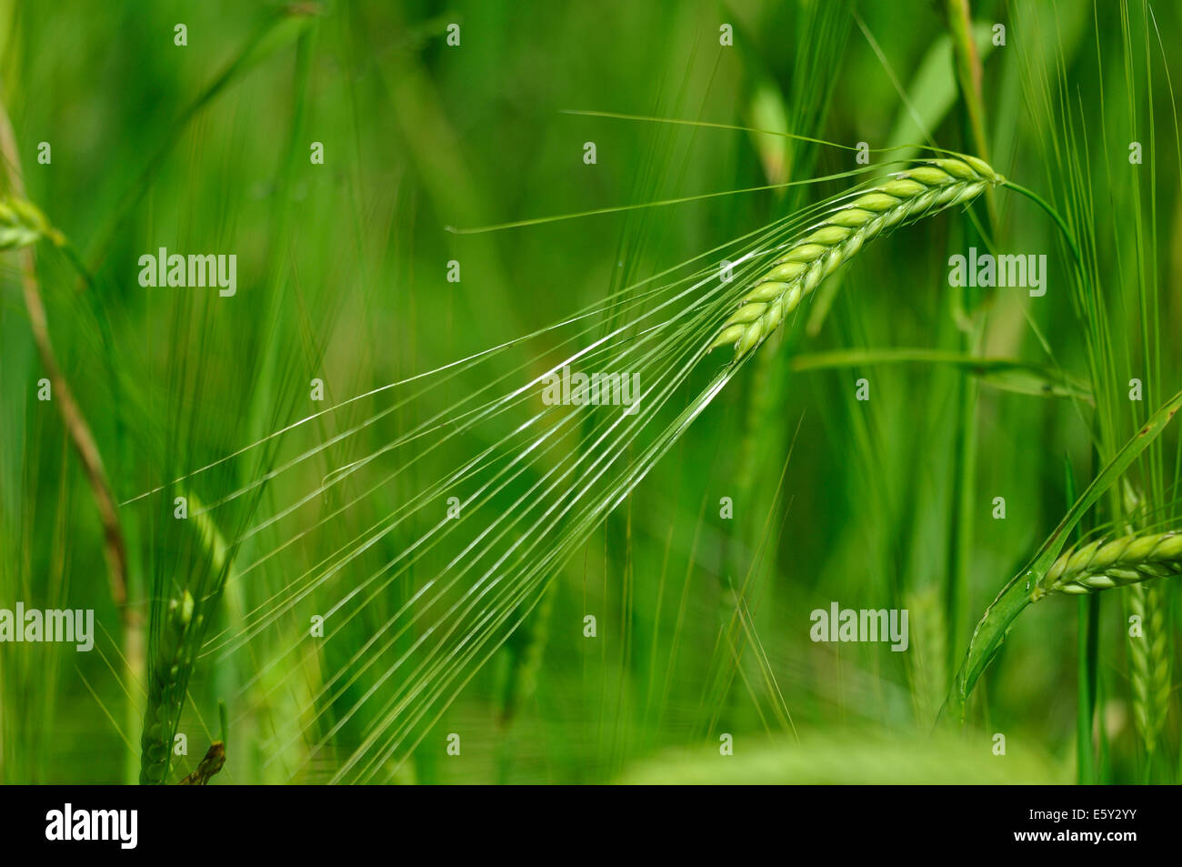 Un raccolto di orzo REGNO UNITO Foto Stock