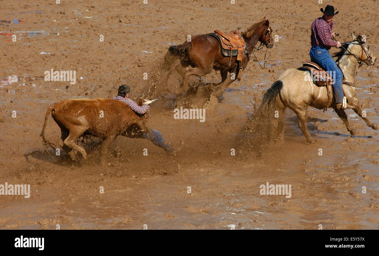Immagine stock di un evento rodeo fangoso. Due cowboy sui cavalli inseguono un governo, un cowboy lotta il governo anche noto come bulldogging Foto Stock