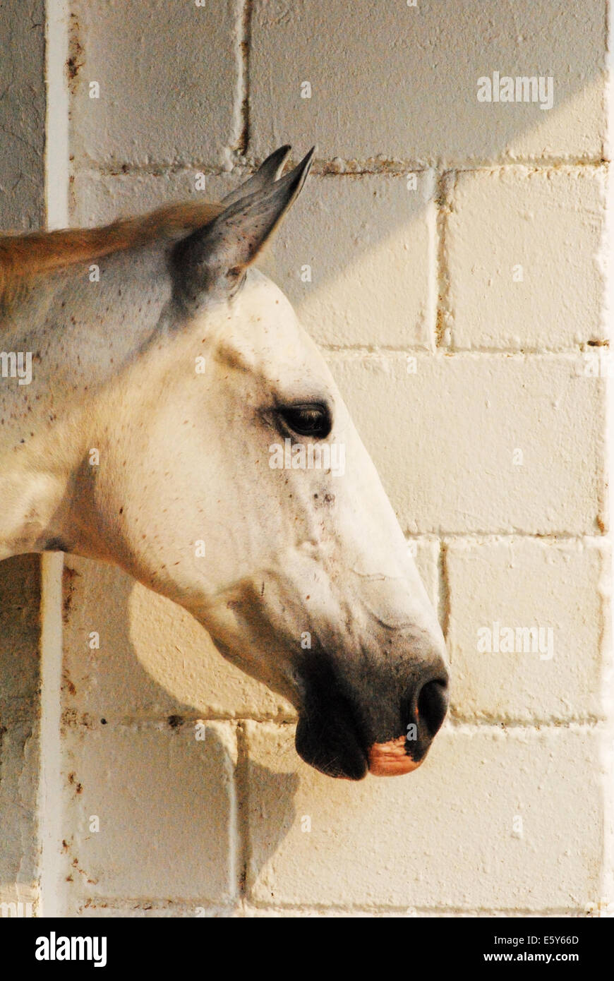 Grigio a testa di cavallo con una rosa labbro bassa vicino al grigio chiaro e parete di mattoni Foto Stock