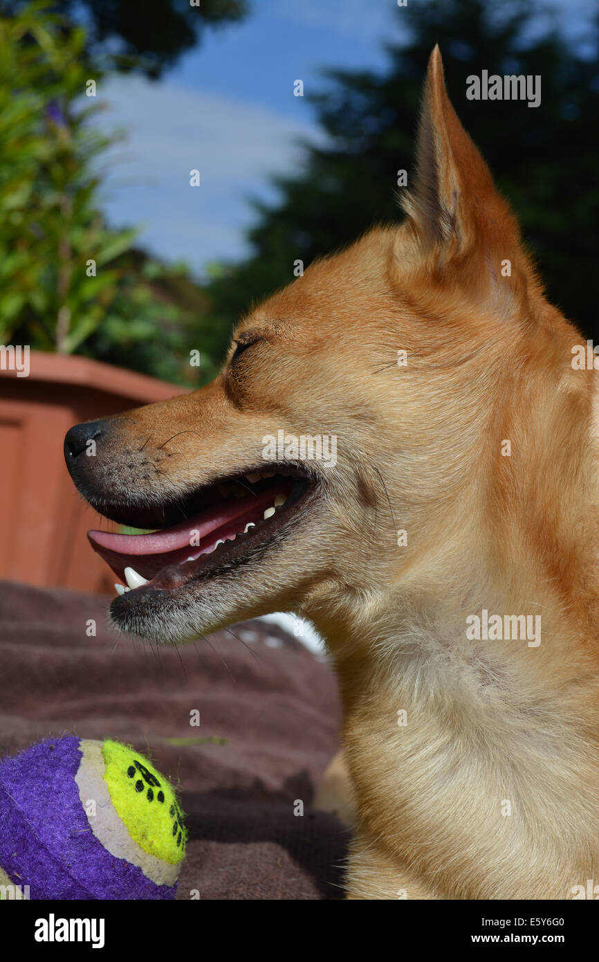Terrier con sfera Foto Stock