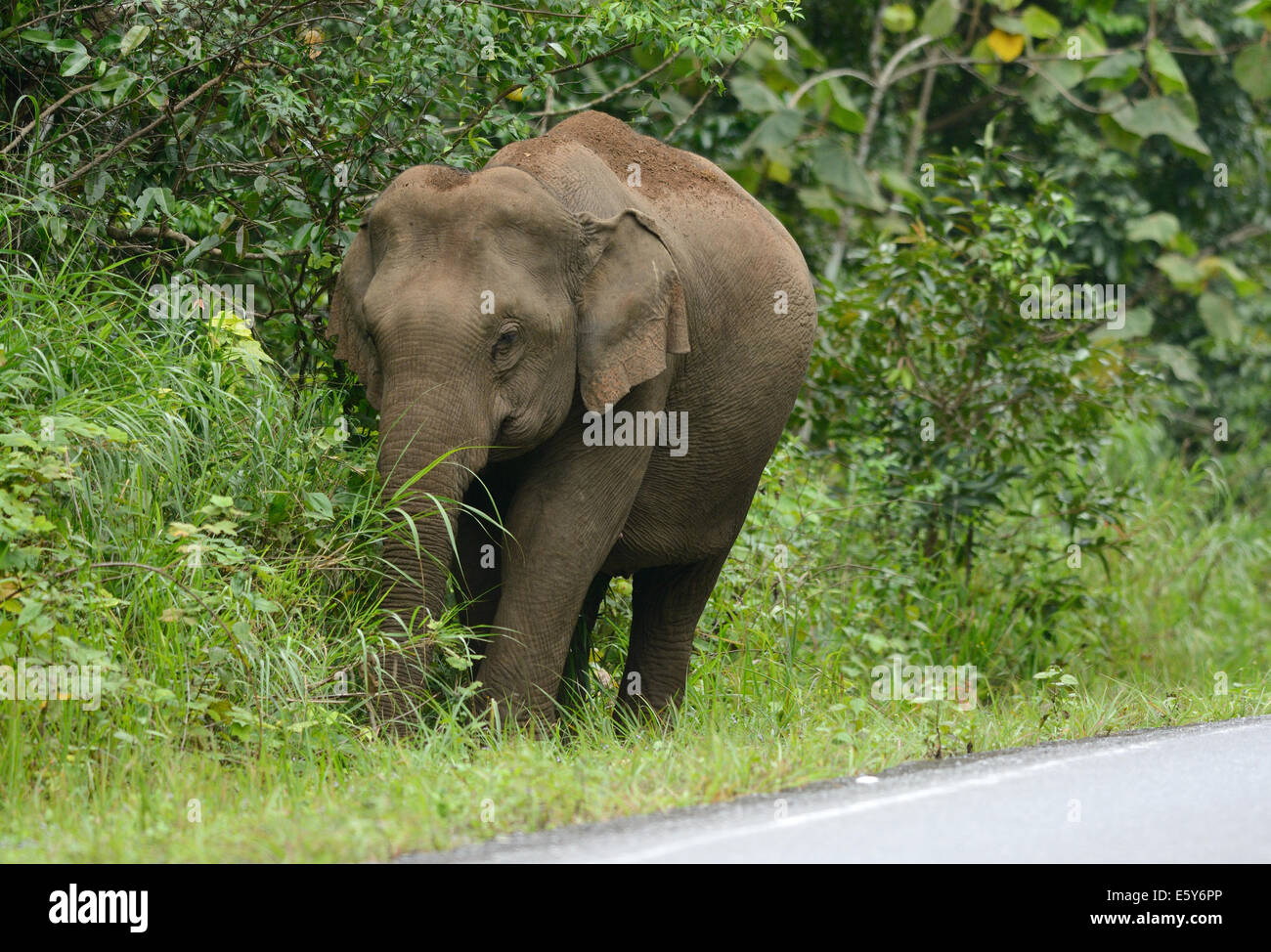 Bellissima femmina Elefante asiatico (Elephas maximus) a Khao-Yai parco nazionale,Thailandia Foto Stock
